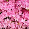 Japānas acālija 'Kermesina' /Azalea japonica/ - C2,5 kont.
