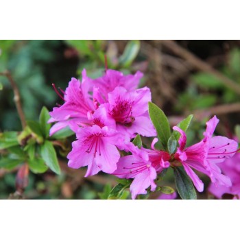 Acālija, Japānas  'Konigstein' /Azalea japonica/ - C2,5 kont.