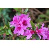 Japānas acālija 'Konigstein' /Azalea japonica/ - C2,5 kont.