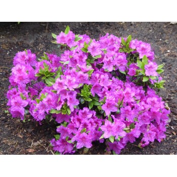 Acālija, Japānas  'Konigstein' /Azalea japonica/ - C2,5 kont.