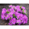 Japānas acālija 'Konigstein' /Azalea japonica/ - C2,5 kont.