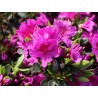 Japānas acālija 'Konigstein' /Azalea japonica/ - C2,5 kont.