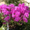 Japānas acālija 'Konigstein' /Azalea japonica/ - C2,5 kont.