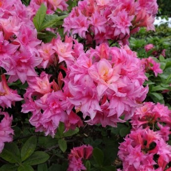 Vasarzaļais rododendrs 'Homebush' /Azalea mollis/ - C5 kont.