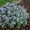 Parastā andromeda "Blue Ice" /andromeda polifolia/ - C2 kont.