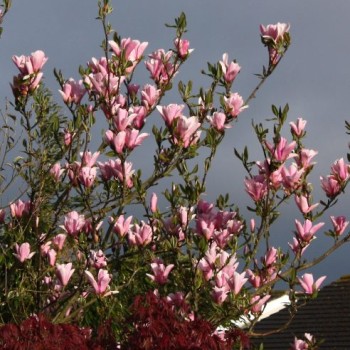 Magnolija ,,Heaven Scent,, /Magnolia/- 160-200cm