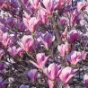 Magnolija ,,Heaven Scent,, /Magnolia/- 120-160cm. C15 kont.