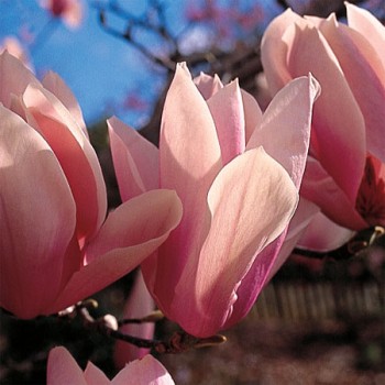 Magnolija ,,Heaven Scent,,...
