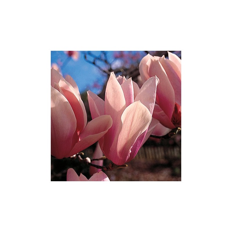 Magnolija ,,Heaven Scent,, /Magnolia/- 120-160cm. C15 kont.