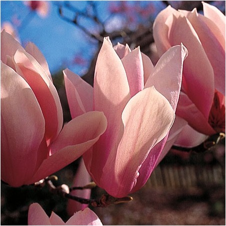 Magnolija ,,Heaven Scent,, /Magnolia/- 120-160cm. C15 kont.