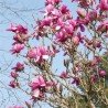 Magnolija ,,Sweet Valentine,, /Magnolia/- 120-160cm