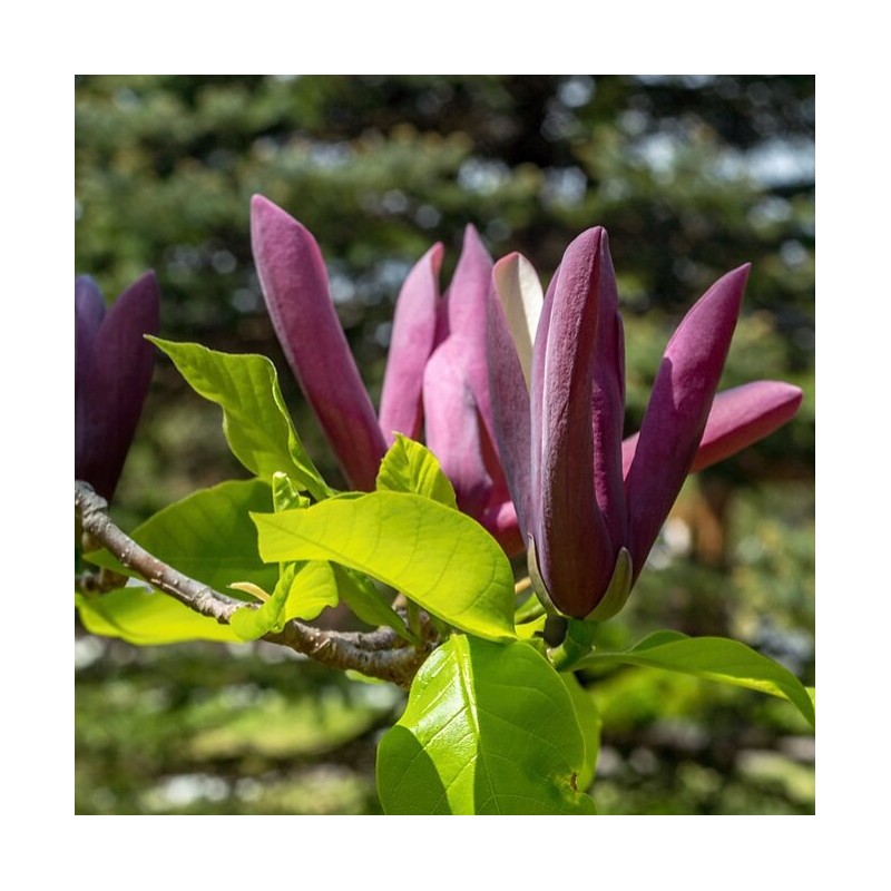 Bruklinas magnolija ,,Black Beauty,, /Magnolia x brooklynensis/ - 120-160cm