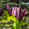 Bruklinas magnolija ,,Black Beauty,, /Magnolia x brooklynensis/ - 120-160cm