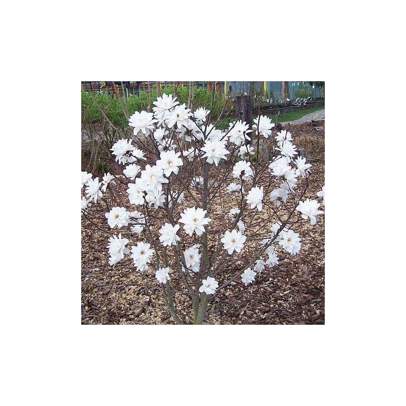 Magnolija, lebnera ,,Wildcat,, /Magnolia x loebneri/ - 40-80cm, C5 kont.