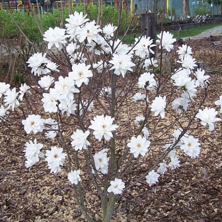 Magnolija, lebnera ,,Wildcat,, /Magnolia x loebneri/ - 40-80cm, C5 kont.