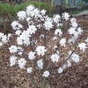 Magnolija, lebnera ,,Wildcat,, /Magnolia x loebneri/ - 40-80cm, C5 kont.