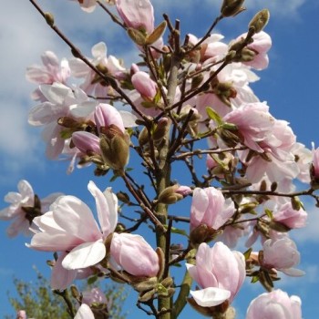 Zvaigžņu magnolija 'Alixeed' /Magnolia x stellata/ - 60-80cm, C3 kont.