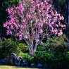 Magnolija 'Ann' /Magnolia/ - 40-60cm, C3 kont.