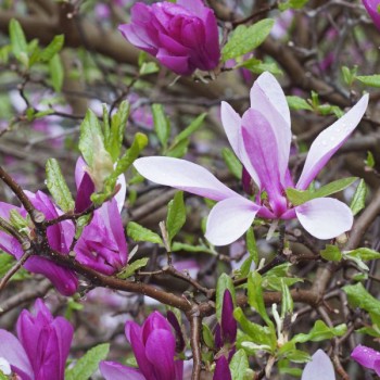 Magnolija 'Ann' /Magnolia/...