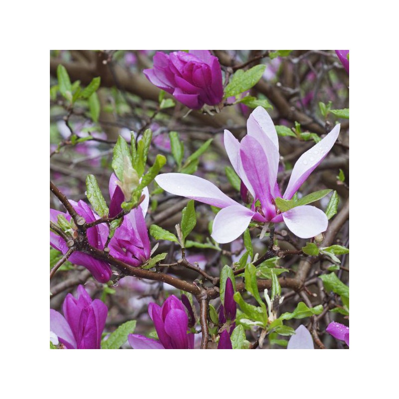 Magnolija 'Ann' /Magnolia/ - 40-60cm, C3 kont.