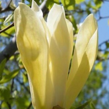 Magnolija 'Limelight' /Magnolia/ 60-80 cm, C3 kont.