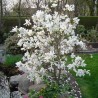 Lebnera magnolija 'Merrill' /Magnolia x loebneri/- 60-80cm, C3 kont.