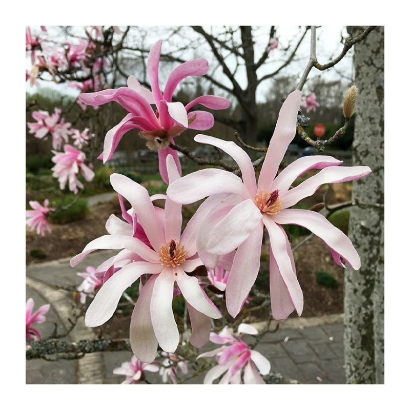 Magnolija 'Rosea' /Magnolia x stellata/ - C2.5 kont.