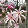 Magnolija, zvaigžņu 'Rosea' /Magnolia x stellata/ - C2.5 kont.