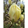 Magnolija 'Yellow Lantern'/Magnolia/ 60-80cm, C3 kont.