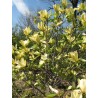 Magnolija 'Yellow Lantern'/Magnolia/ 60-80cm, C3 kont.