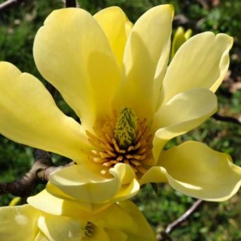 Kailā magnolija 'Yellow River'/Magnolia x denudata/ - 40-60cm, C3 kont.