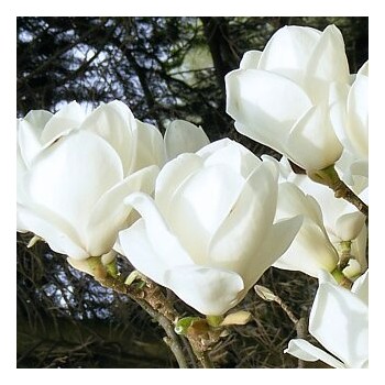 Sulanža magnolija 'Lennei...