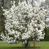 Sulanža magnolija 'Lennei Alba' /Magnolia x soulangiana/ - 80-100cm, C7,5 kont.