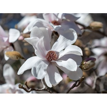 Lebnera magnolija 'Merrill' /Magnolia x loebneri/- 100-125cm, C7.5 kont.