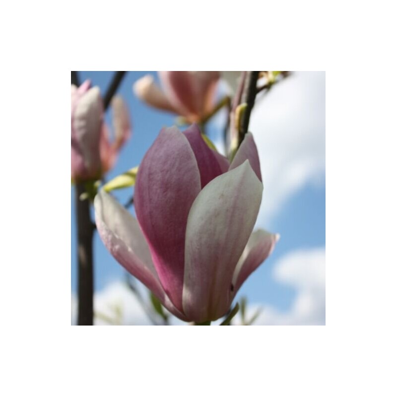 Magnolija 'Sarah's Favourite' /Magnolia/ - 100-125cm, C7.5 kont.