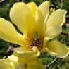 Kailā magnolija 'Yellow River'/Magnolia x denudata/ - 100-125cm, C7.5 kont.