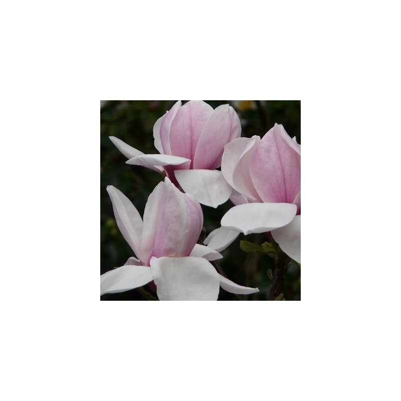 Magnolija 'Laura' /Magnolia/- 125-150cm, C20 kont.