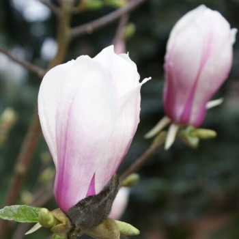 Magnolija 'Simple...