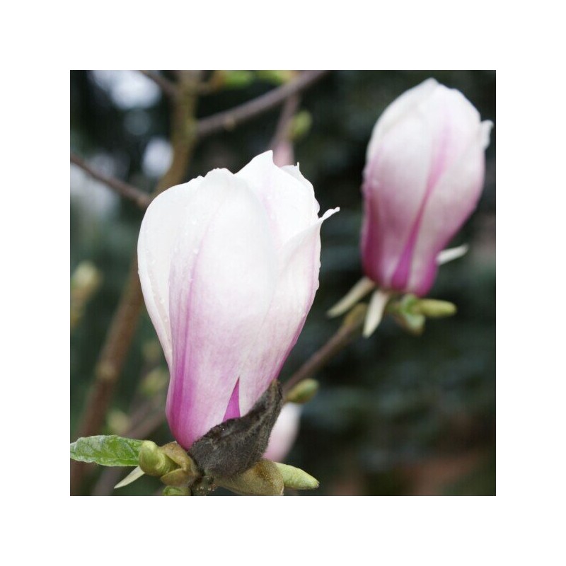 Magnolija 'Simple Pleasures'/Magnolia/ - 150-175cm, C20 kont.