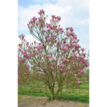Magnolija 'Susan' /Magnolia/ 125-150cm, C20 kont.