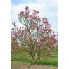 Magnolija 'Susan' /Magnolia/ 125-150cm, C20 kont.