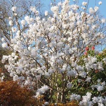 Lebnera magnolija ,,Wildcat,, /Magnolia x loebneri/ - 125-150cm, C20 kont