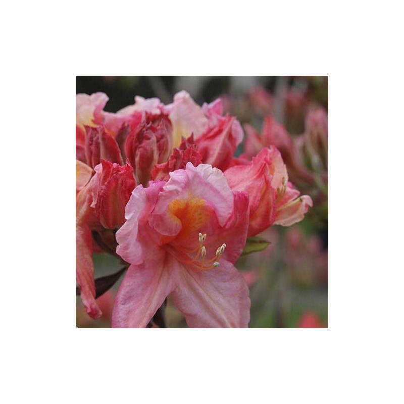 Vasarzaļais rododendrs ,,Berry Rose,, /azalea mollis/ - C5 kont.
