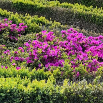 Japānas acālija "Geisha Purple" /Azalea japonica/ - C2,5 kont.