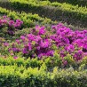 Japānas acālija "Geisha Purple" /Azalea japonica/ - C2,5 kont.