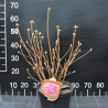 Vasarzaļais rododendrs 'Klondyke' /Azalea mollis/ - C5 kont.
