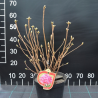 Vasarzaļais rododendrs 'Satomi' /Azalea mollis/ - C5 kont.