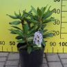 Rododendrs ,,Calsap,, /rhododendron/ - C5 kont.