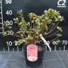 Japānas acālija 'Geisha Orange' /Azalea japonica/ - C2,5 kont.