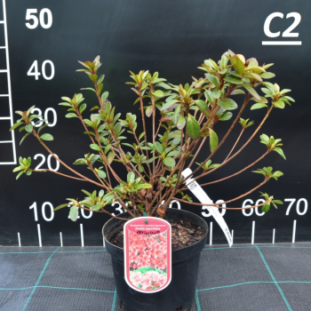 Japānas acālija 'Konigstein' /Azalea japonica/ - C2 kont.